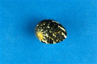 藏品(花圓蜑螺)的圖片